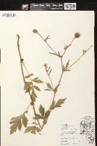 Geum aleppicum image