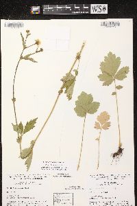 Geum aleppicum image