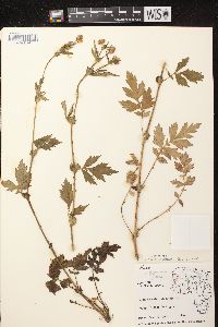 Geum aleppicum image