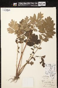 Geum aleppicum image