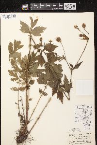 Geum aleppicum image