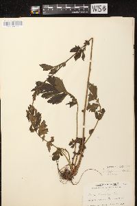 Geum aleppicum image