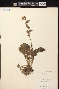 Geum aleppicum image