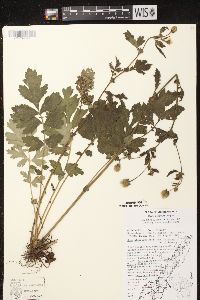 Geum aleppicum image