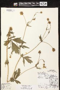 Geum aleppicum image