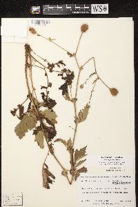 Geum aleppicum image