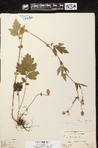 Geum aleppicum image