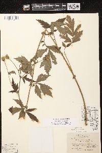 Geum aleppicum image