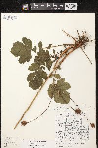 Geum aleppicum image