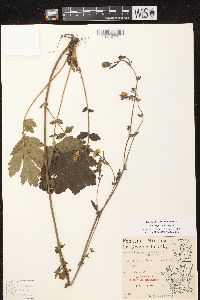 Geum aleppicum image