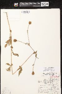 Geum aleppicum image