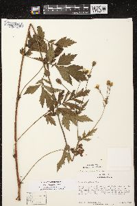 Geum aleppicum image