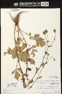 Geum aleppicum image