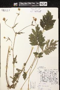 Geum aleppicum image