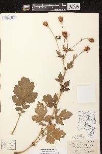 Geum aleppicum image