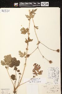 Geum aleppicum image