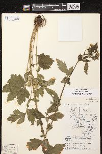 Geum aleppicum image