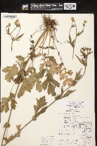 Geum aleppicum image