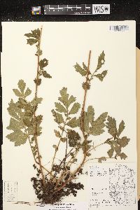 Geum aleppicum image