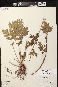 Geum aleppicum image