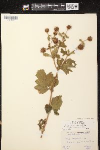 Geum laciniatum image