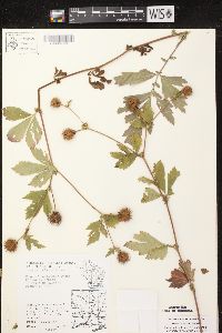 Geum laciniatum image