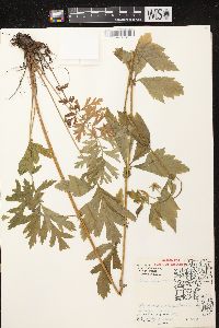 Geum laciniatum image