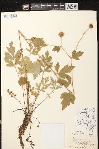 Geum laciniatum image