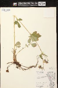 Geum rivale image