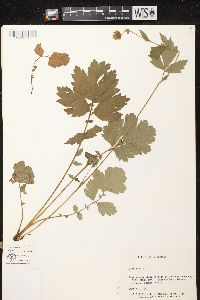 Geum rivale image