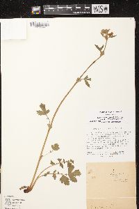 Geum rivale image