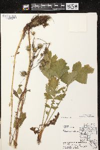 Geum rivale image