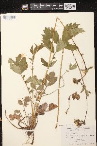 Geum rivale image