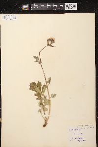 Geum rivale image