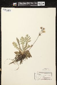 Geum triflorum image