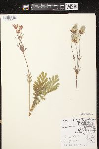 Geum triflorum image