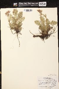 Geum triflorum image