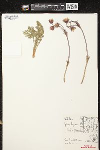 Geum triflorum image