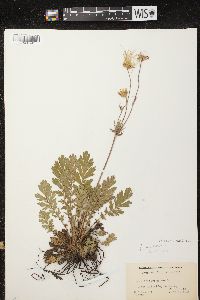 Geum triflorum image