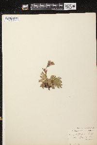 Geum triflorum var. triflorum image