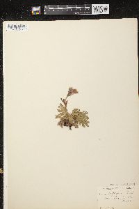 Geum triflorum image