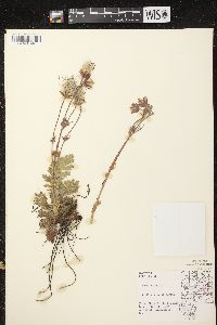 Geum triflorum image