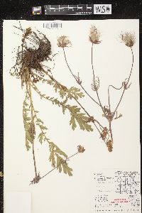 Geum triflorum image