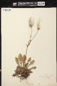 Geum triflorum image