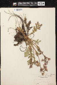 Geum triflorum image