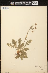 Geum triflorum image