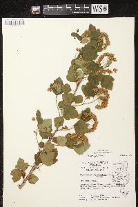 Physocarpus opulifolius var. opulifolius image