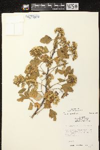 Physocarpus opulifolius var. opulifolius image