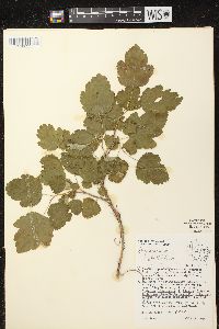 Physocarpus opulifolius var. intermedius image