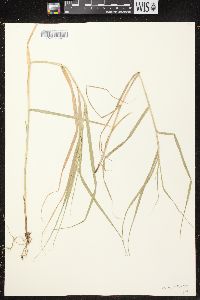 Carex cristatella image